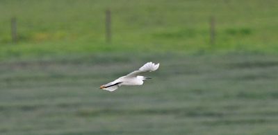 Little Egret