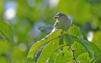 Willow Warbler