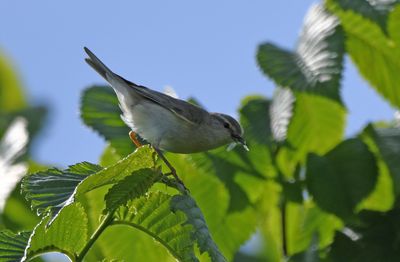 Willow Warbler