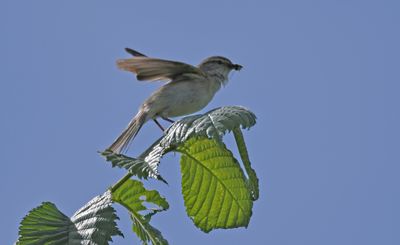 Willow Warbler