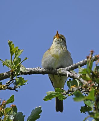Willow Warbler