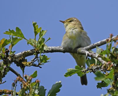 Willow Warbler