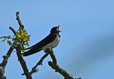Swallow