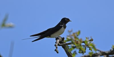 Swallow