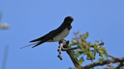 Swallow