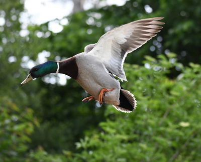 Mallard