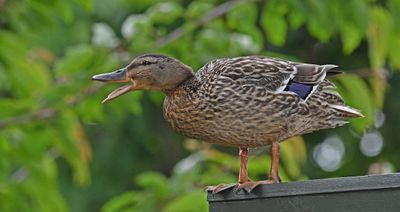 Mallard