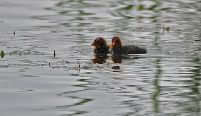 Coot