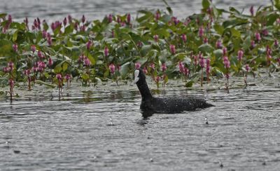 Coot
