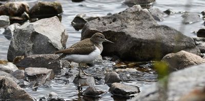 Common Sandpiper