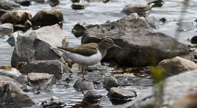 Common Sandpiper