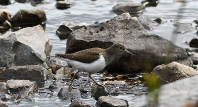 Common Sandpiper