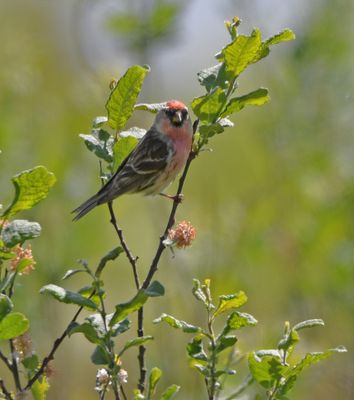Lesser Redpoll