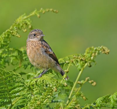Stonechat