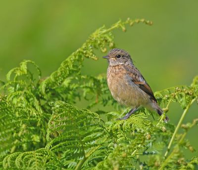 Stonechat