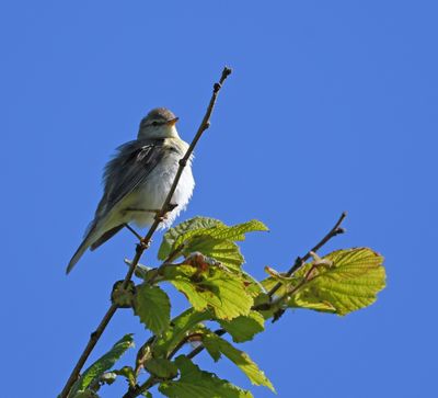 Willow Warbler