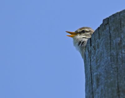 Willow Warbler