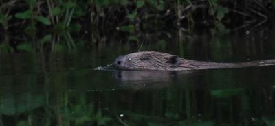 Beaver
