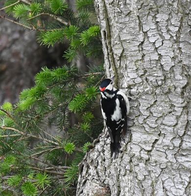 Great Spotted Woodpecker