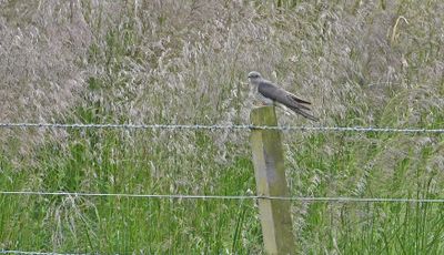 Cuckoo