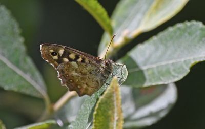Speckled Wood