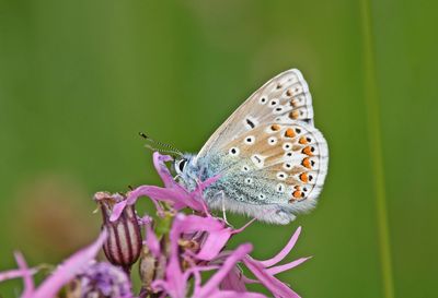 Common Blue