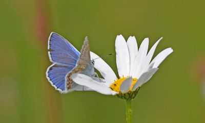 Common Blue