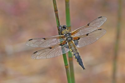 Four-spotted Chaser