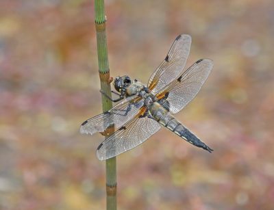 Four-spotted Chaser