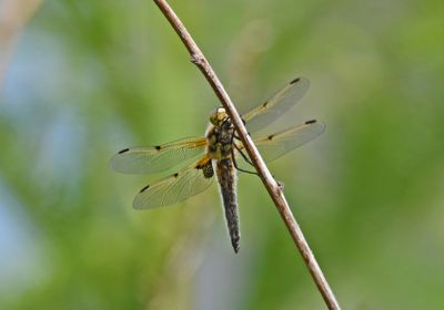 Four-spotted Chaser