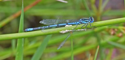 Azure Damselfly