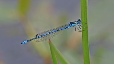 Azure Damselfly