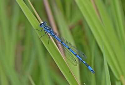 Azure Damselfly