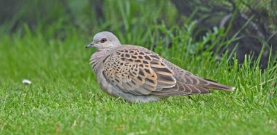 Turtle Dove