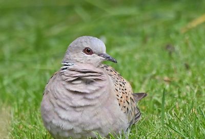 Turtle Dove
