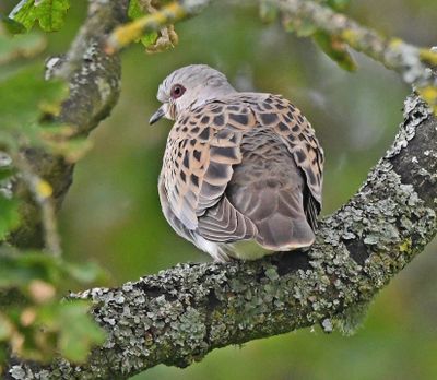 Turtle Dove