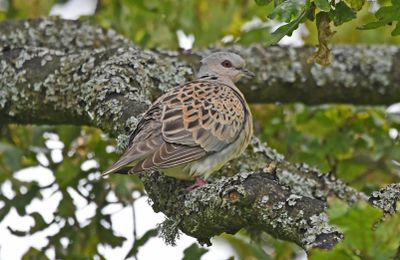 Turtle Dove