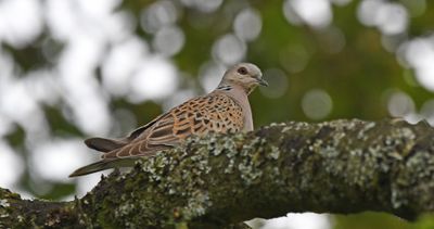 Turtle Dove