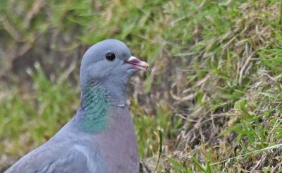 Stock Dove