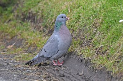 Stock Dove