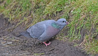 Stock Dove