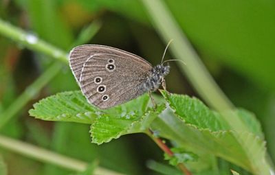 Ringlet