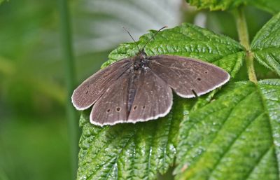 Ringlet