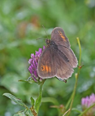 Meadow Brown
