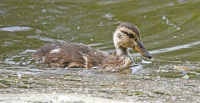 Mallard