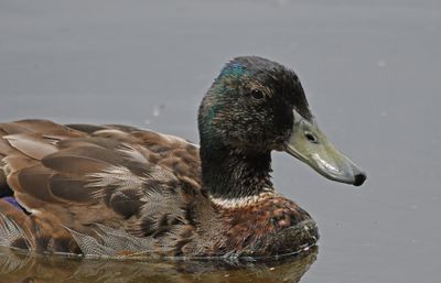 Mallard