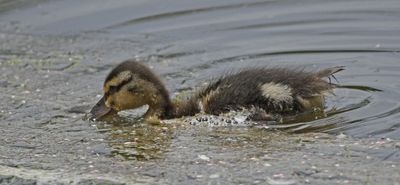 Mallard