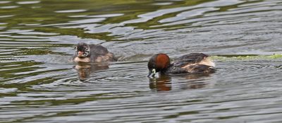 Little Grebe