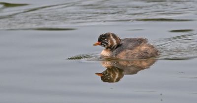 Little Grebe
