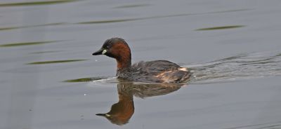 Little Grebe